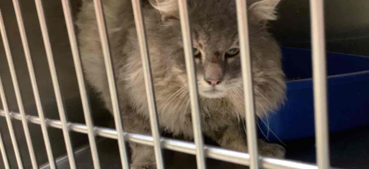 Found Cat. Grey Domestic Long Hair CGD1160