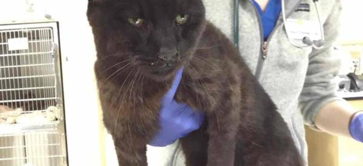 Female DSH Cat | DoveLewis