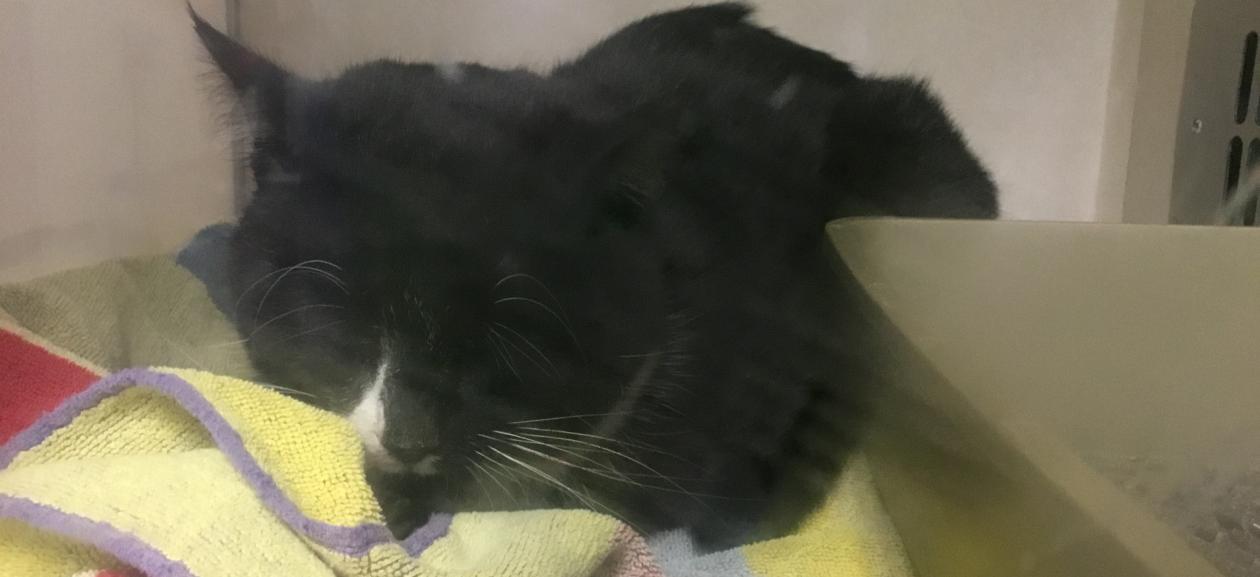 Black kitty with white nose marking sitting comfortably