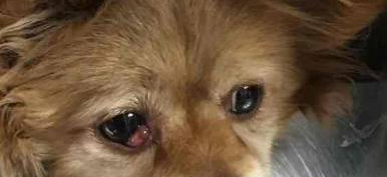 Adult Dog Female Long Haired Chihuahua Dovelewis