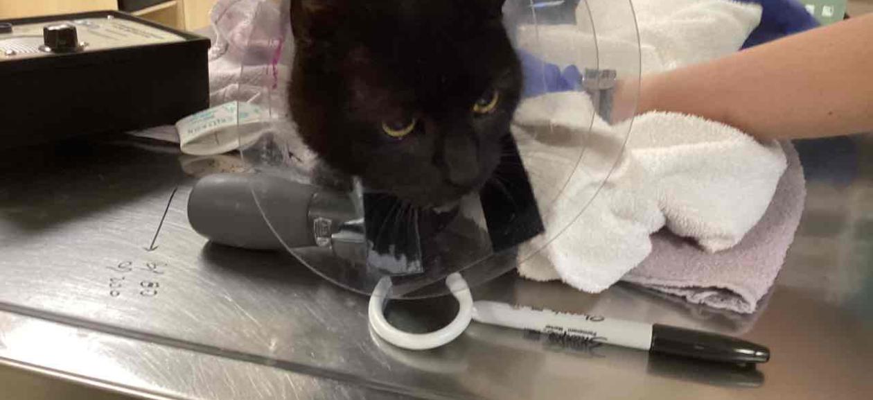 FOUND CAT: 5 Year OLD Intact Black Female - MCD10228
