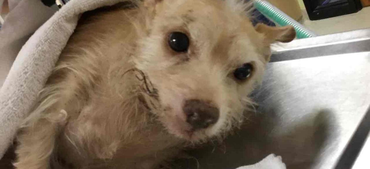 Apricot wire hire terrier, laying on side half covered by blanket