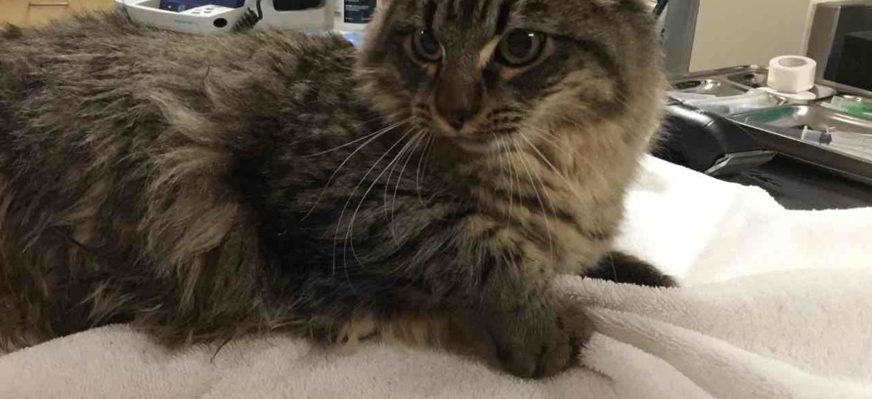 Long haired tabby cat lays on white towel