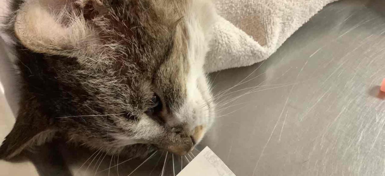 White and Brown Short Hair Tabby Cat