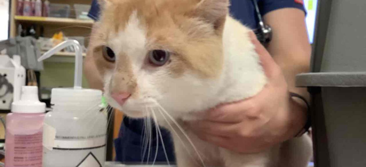 FOUND CAT: Male tan/white shorthair - MCD2568