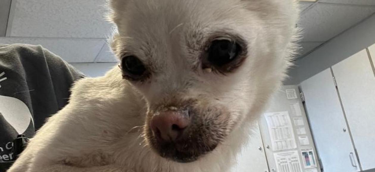 FOUND DOG: Female Chihuahua White 14 years MCD2579