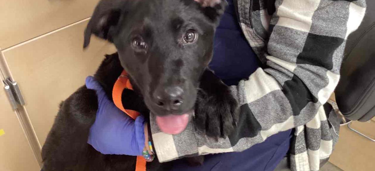 FOUND DOG: Young Male Black Lab Mix - MCD2581