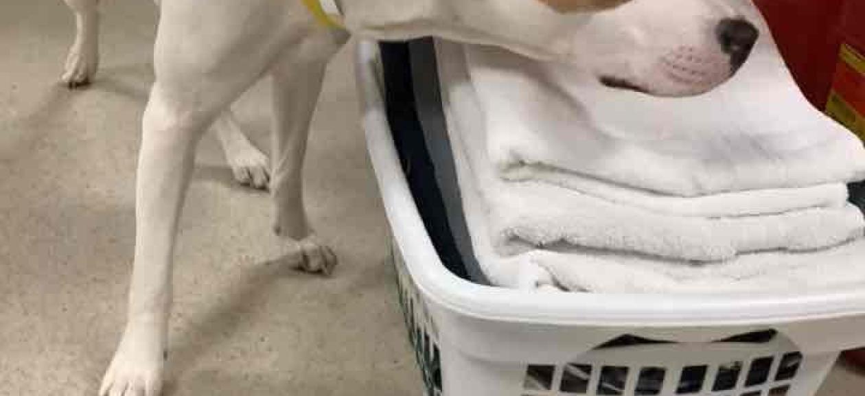 FOUND DOG: Adult Female Intact Mixed Breed - MGD12456