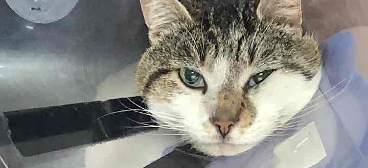 FOUND DOG: Adult Male Neutered Domestic Shorthair White / Grey Tabby - MGD12564