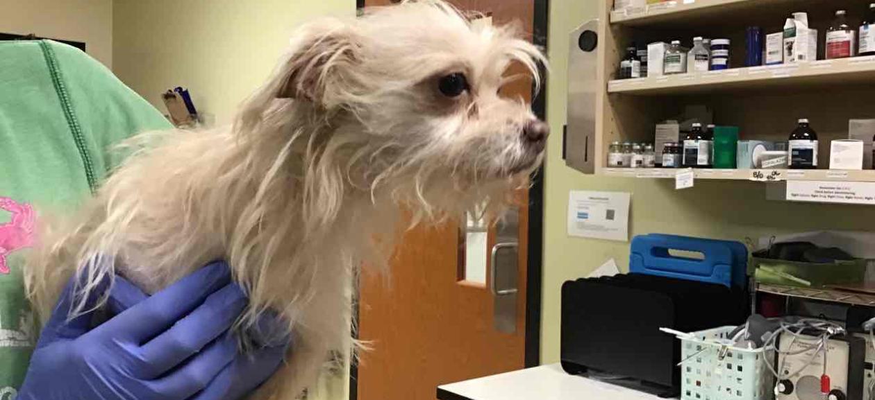 A three to five year old female terrier mix is held up