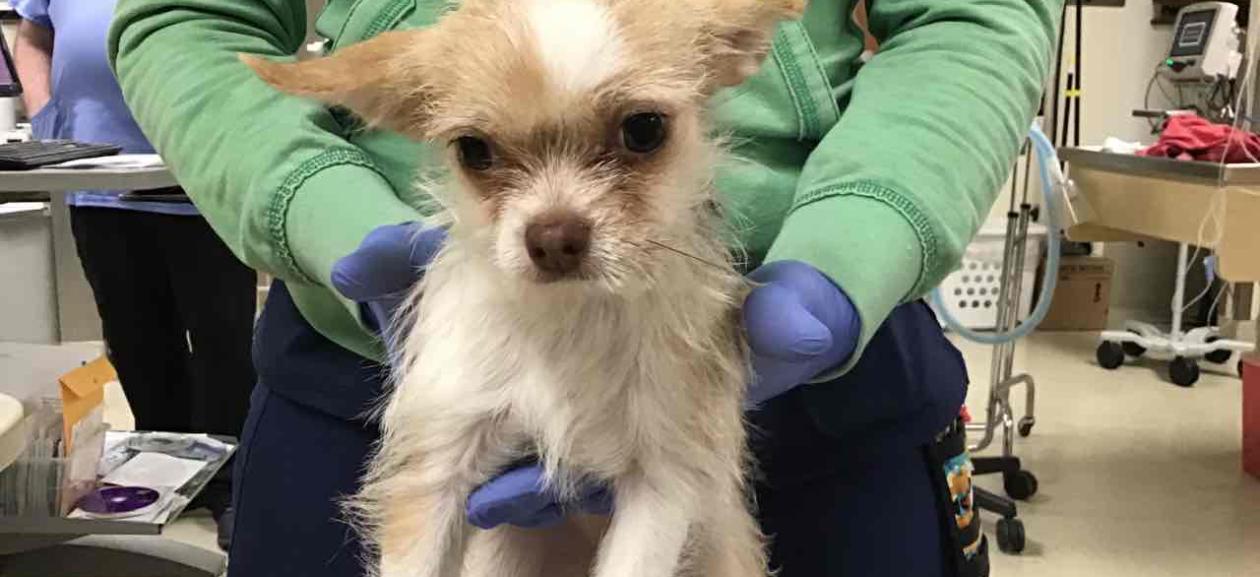 A roughly four month old female terrier mix, looking directly into the camera