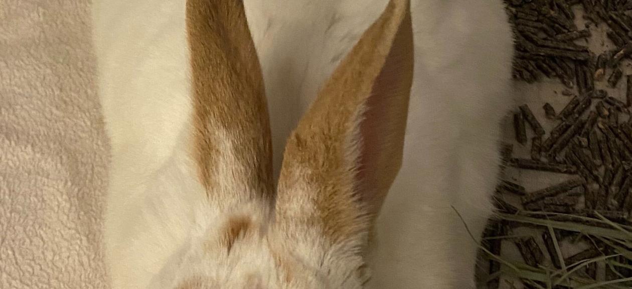 White Rex Rabbit Mix