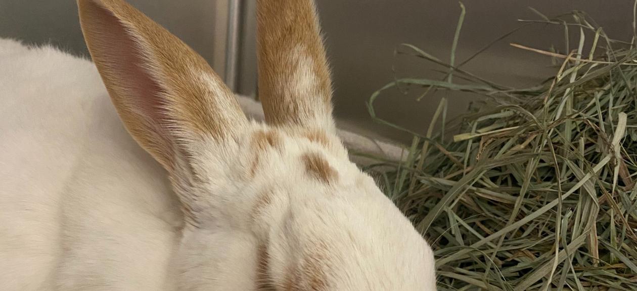 White Rex Rabbit Mix