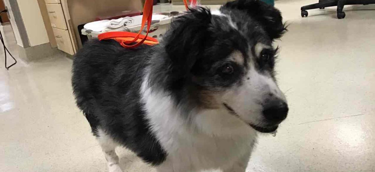 black and white Australian shepherd type dog, standing looking past camera