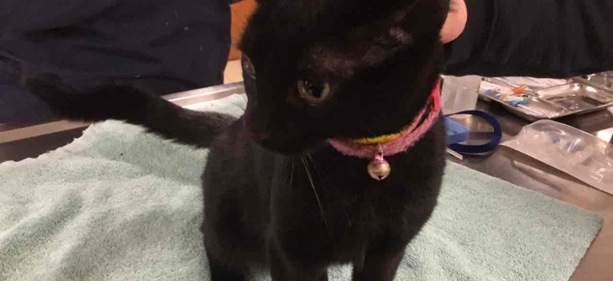 MGD6239 domestic short hair female kitten, black fur, wearing pink collar