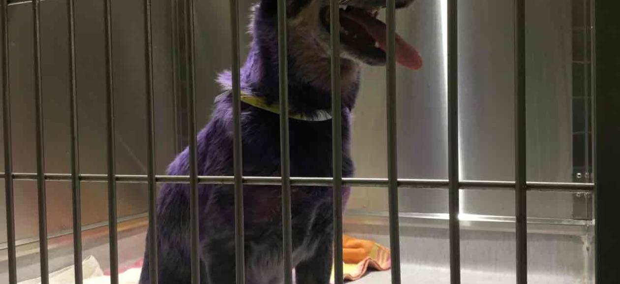 MGD6259 blue heeler female dyed purple fur