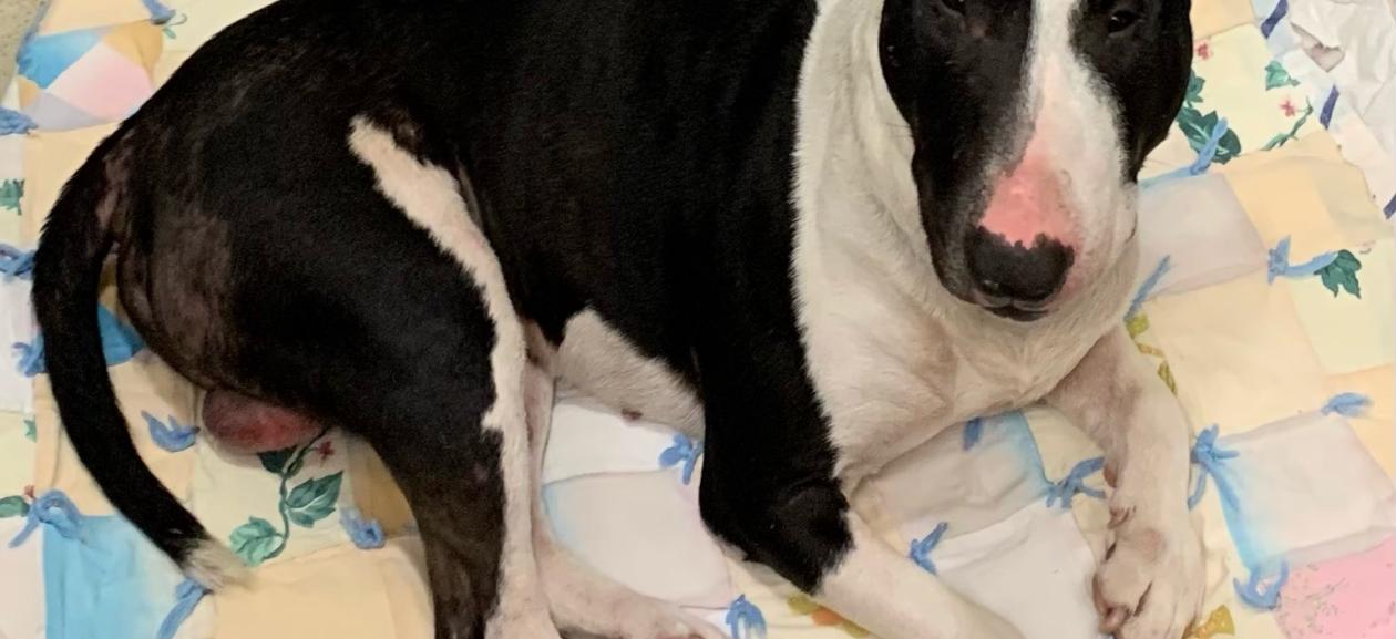 Black and White Bull Terrier Found in Portland Oregon