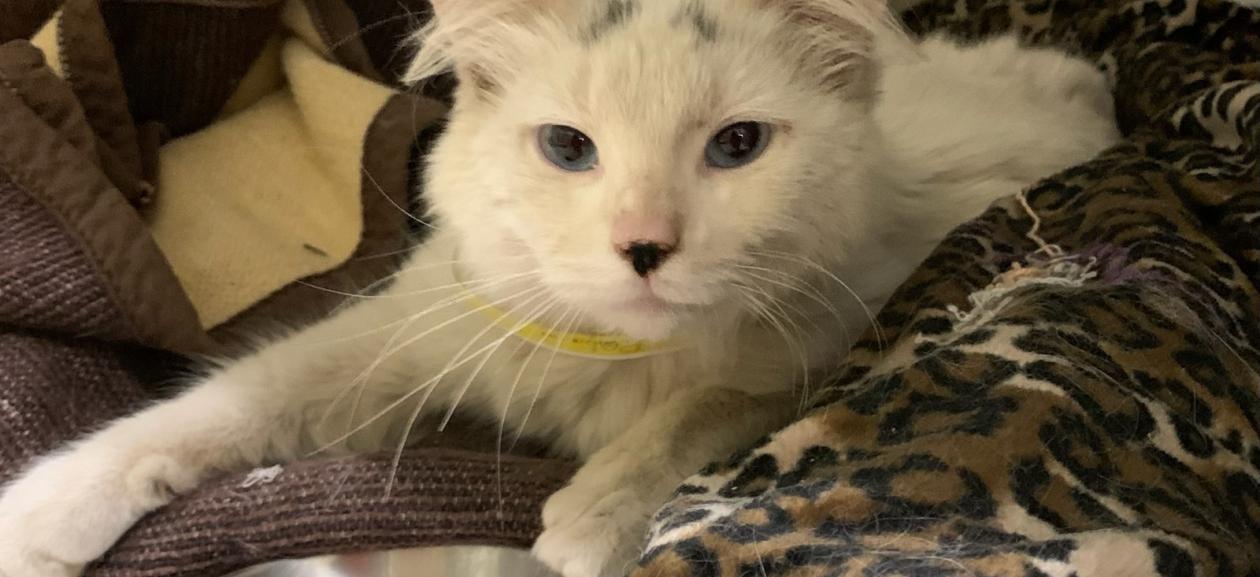 White female cat with grey spots