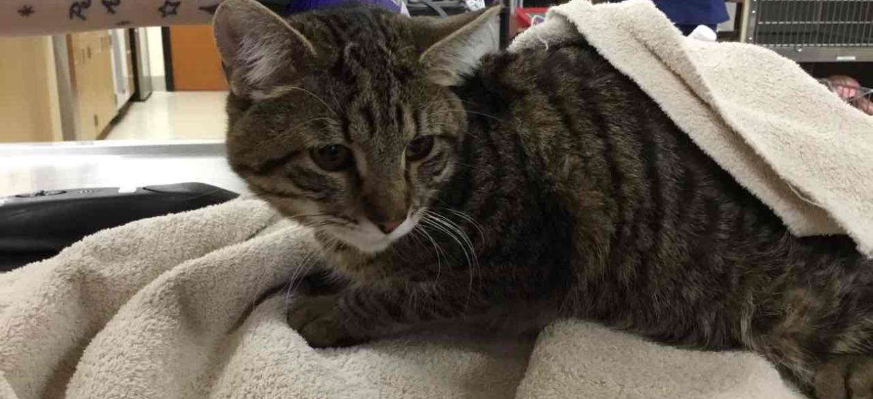 MGD6297 Intact Male Domestic Shorthair Cat