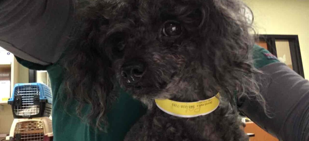 MGD6321 intact male toy poodle, black fur