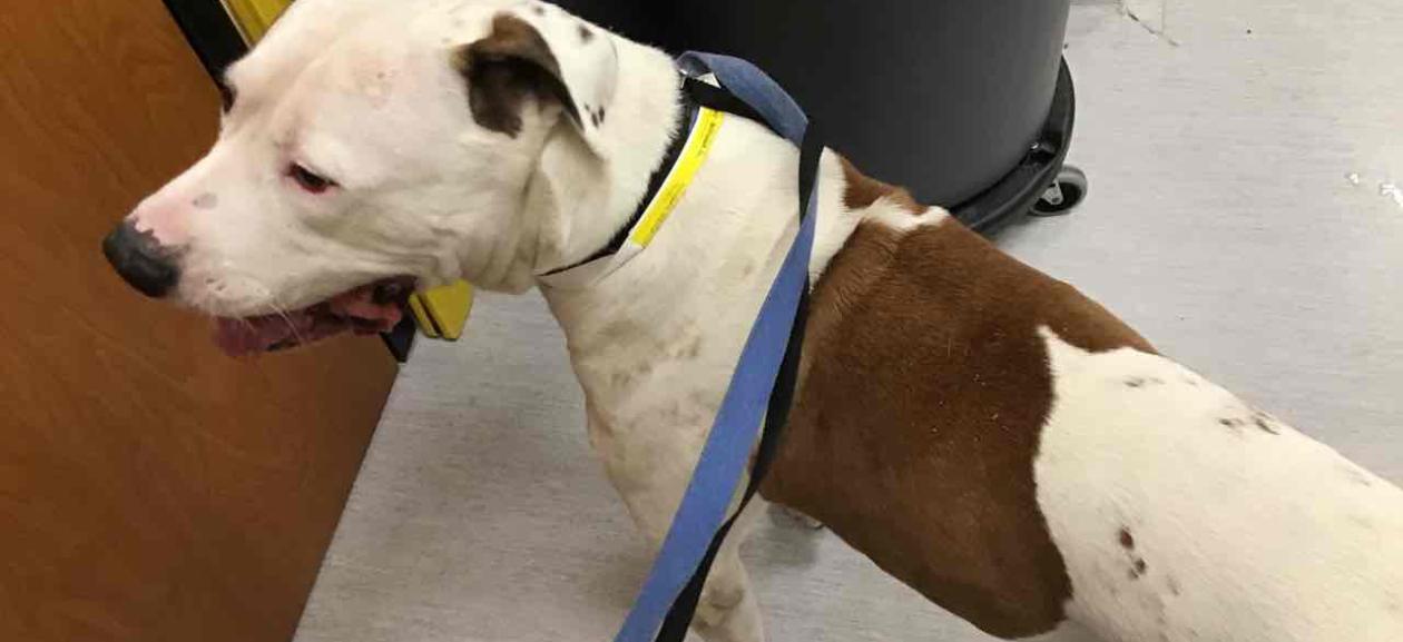 White and Brown Shorthair Large Breed Dog