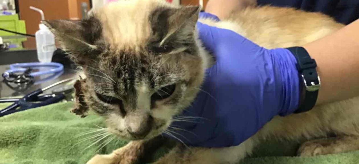 Mid Aged Female Cream and Grey Tabby with Short Hair