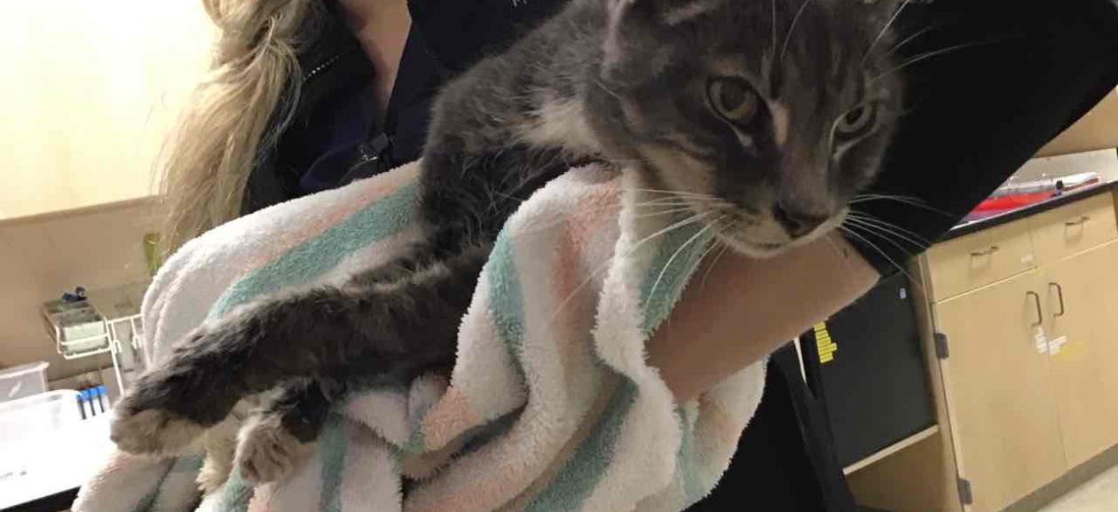 Found cat Male neutered gray/white tabby MGD6550