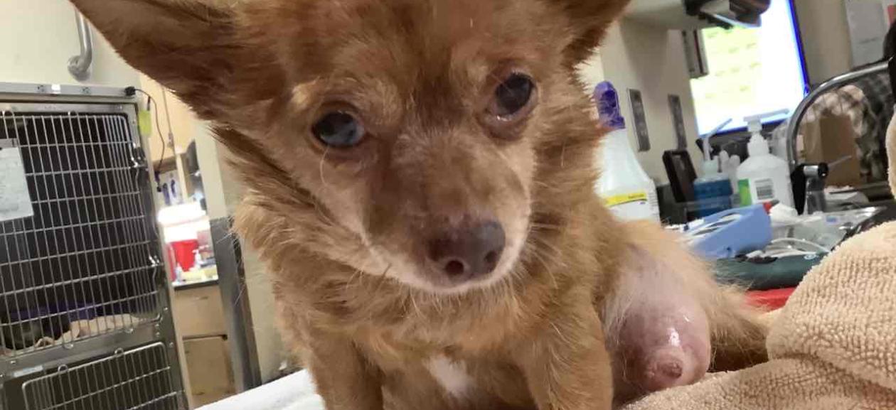 FOUND DOG Female Spayed Adult Apricot Chihuahua OGD632