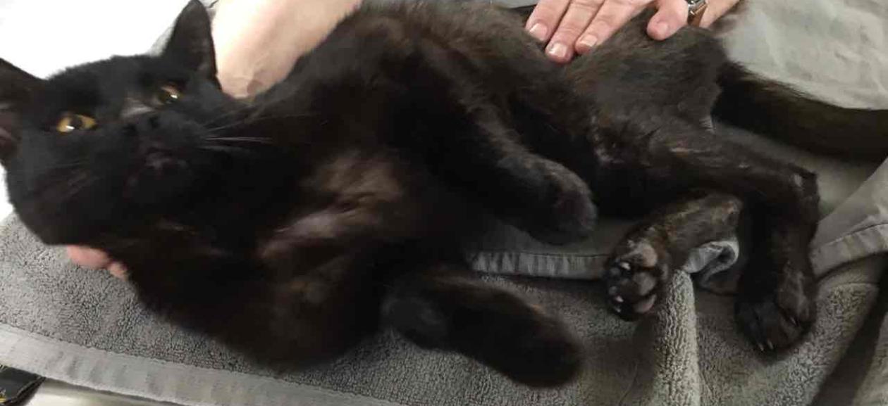 Black kitty examined by vets