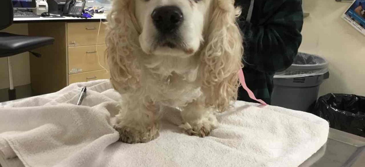 Cream and Tan Male Cocker Spaniel Found Portland Oregon