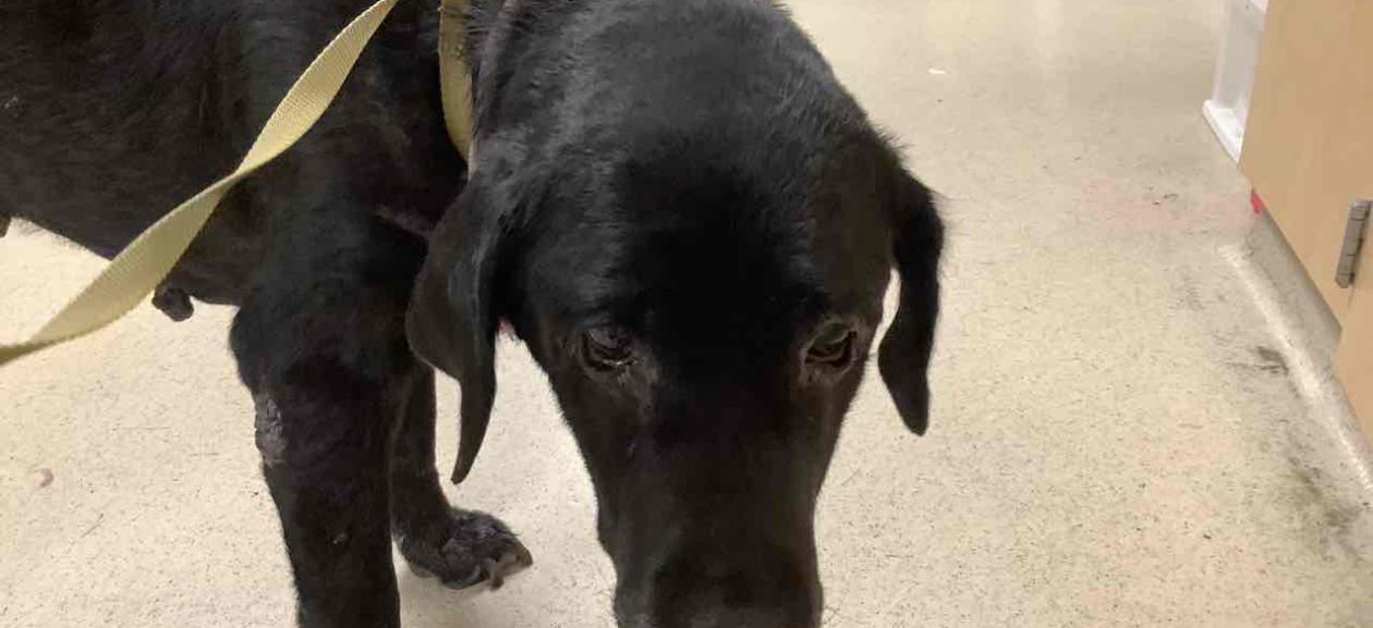 Found Black Lab Mix Female WGD1238