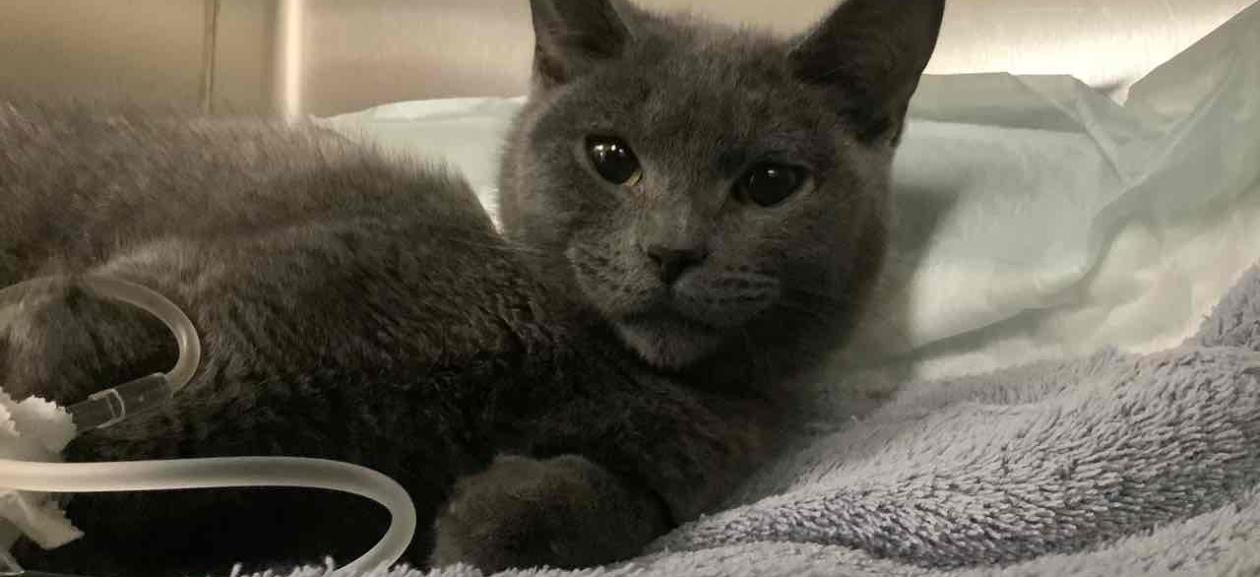 Found cat female DSH grey MGD6682