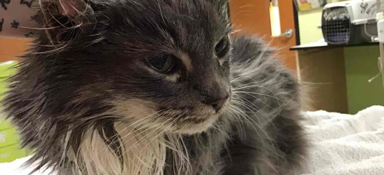 FOUND CAT: gray and white striped DLH adult female WGD1247