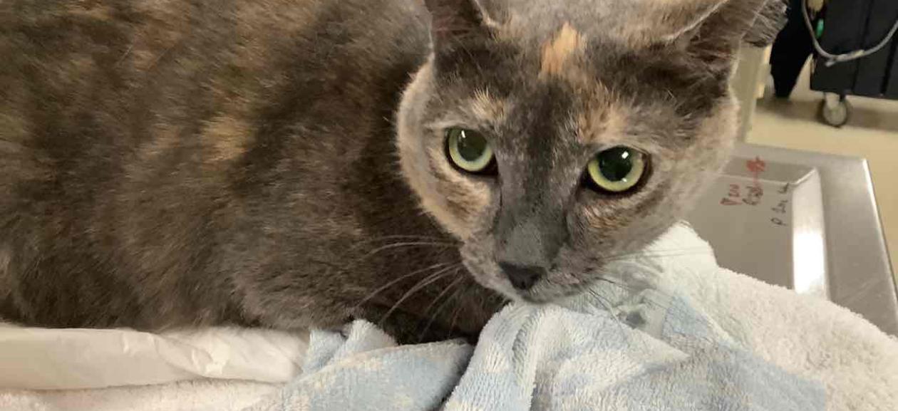 FOUND CAT: Adult Female  grey/brown Tortis- MGD6895