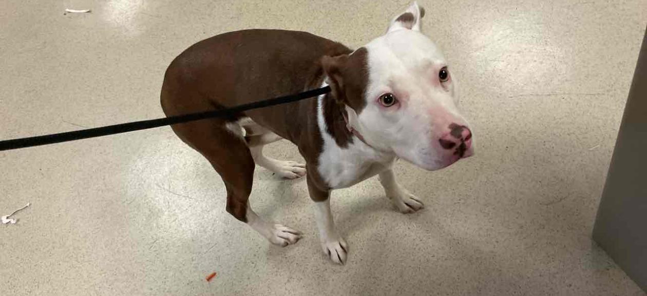 FOUND DOG: Young Adult Female Intact Brown/White Pit Bull - MGD12394