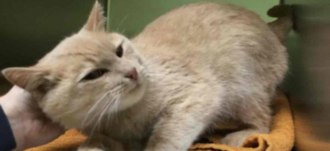 Orange Tabby Domestic Shorthair Dovelewis