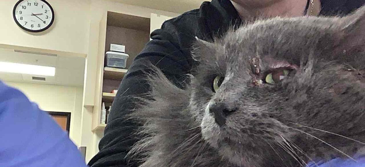 FOUND CAT: Young Adult Male Gray Domestic Longhair  - WGD12494