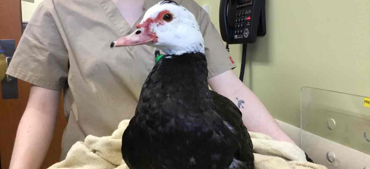 A muscovy duck with black body and white head stands on a tan blanket