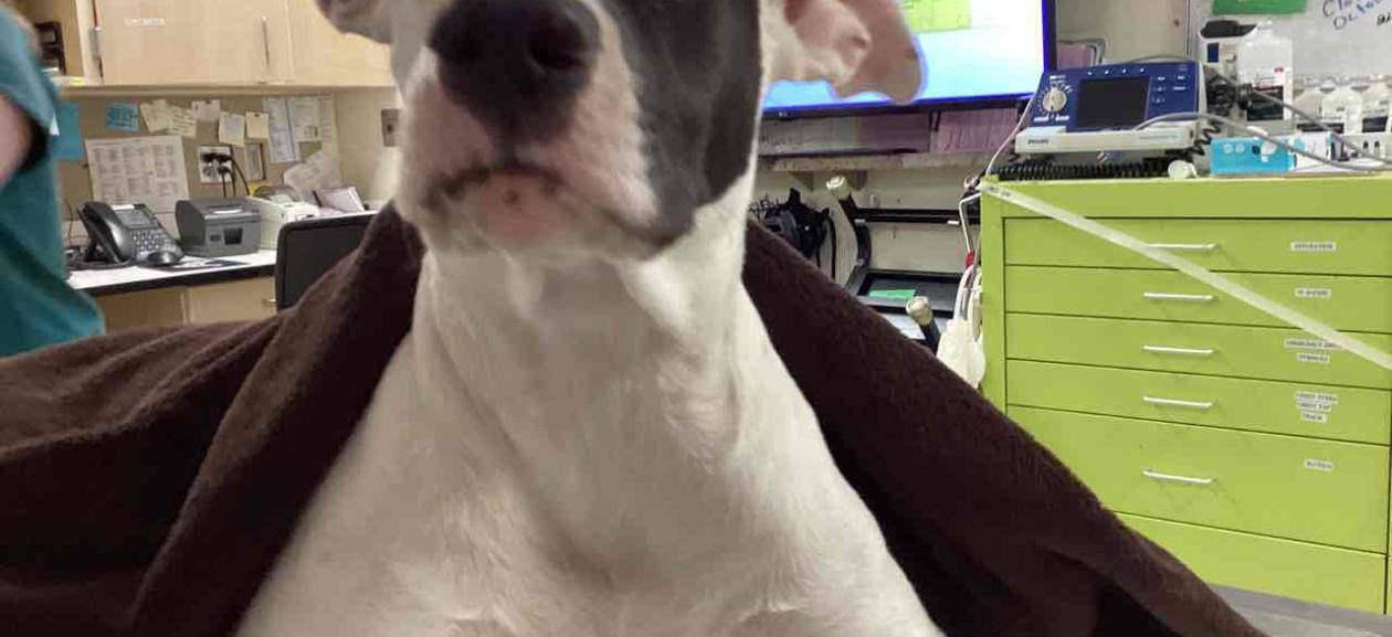 FOUND DOG: Adult Female Intact white and black Pitbull MCD10226