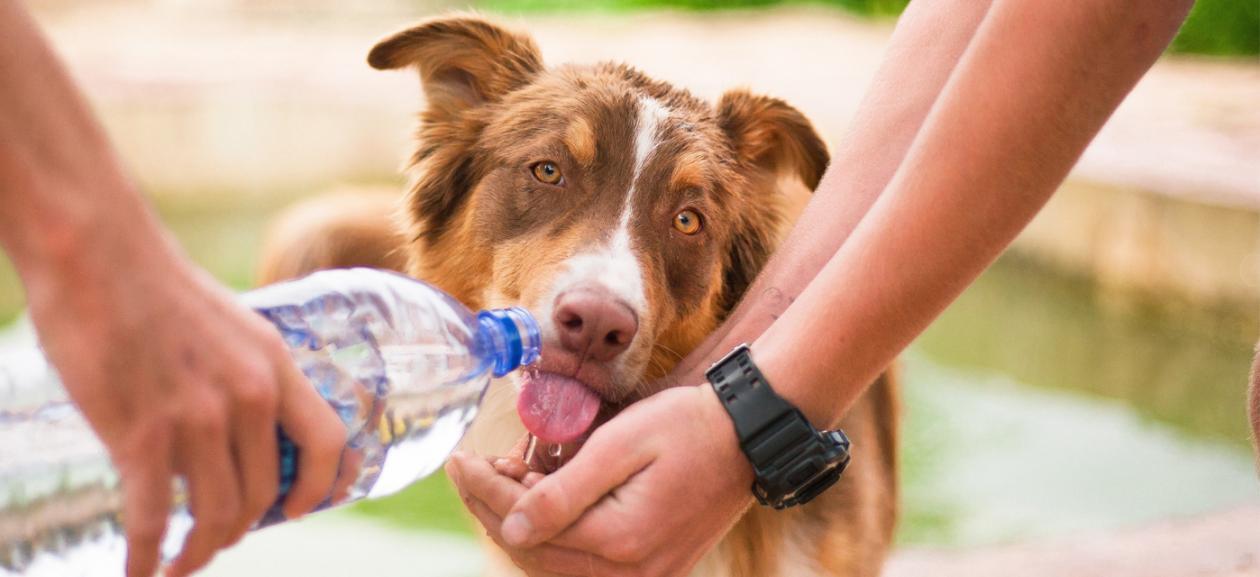 are pads safe for dogs in heat