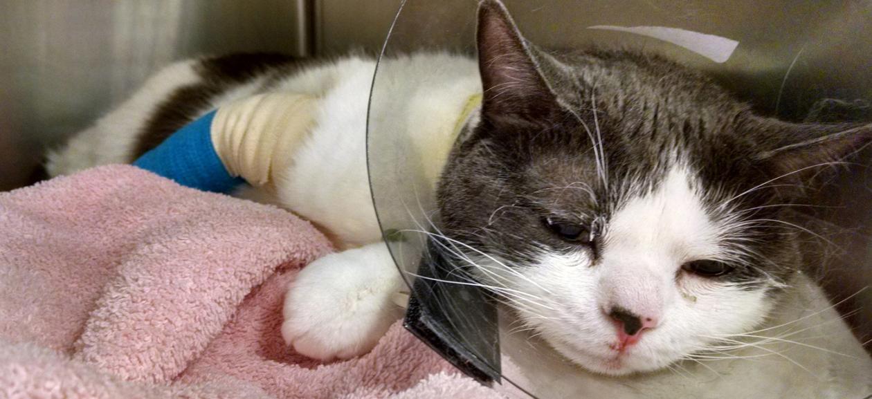 High Rise Syndrome Is A Risk For Portland Pets Dovelewis