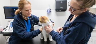 pet cardiology portland