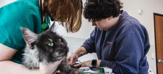 veterinary equity and inclusion