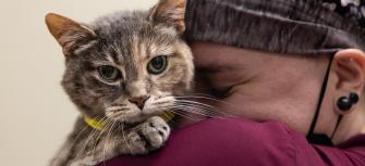 Lost and found pets portland