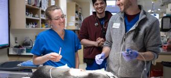 veterinary mentorship