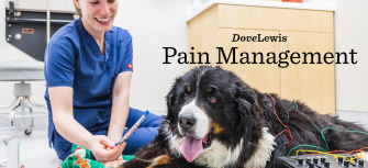 Pain Management for Pets Portland