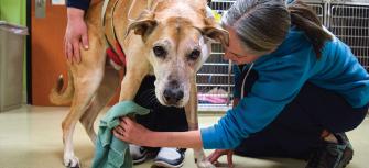 Financial Aid for Veterinary and Animal Emergencies at DoveLewis in Portland, Oregon