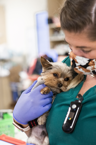 Veterinary Hospital Portland