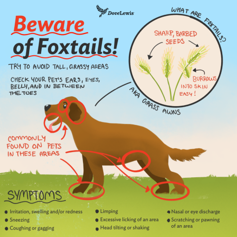 embedded foxtails dogs