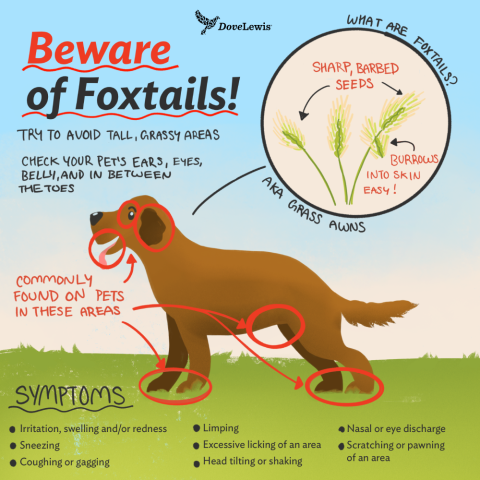 Why Foxtails Are Bad for Dogs and How to Remove Them